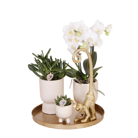 Cadeau Set Luxury Living | Plantenset met witte Phalaenopsis Orchidee en Succulenten incl. keramieken sierpotten