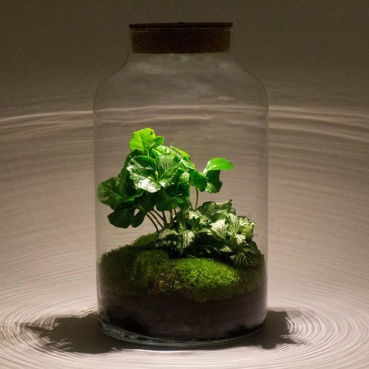 DIY terrarium - Milky Coffea met lamp - ↕ 31 cm - Rake + Shovel