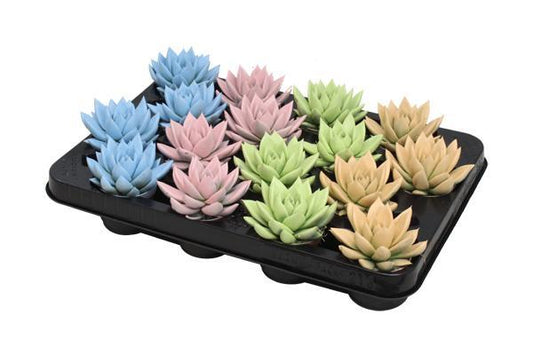 Echeveria Coloured Pastel Mix - 16 stuks - Ø6cm - ↕8cm