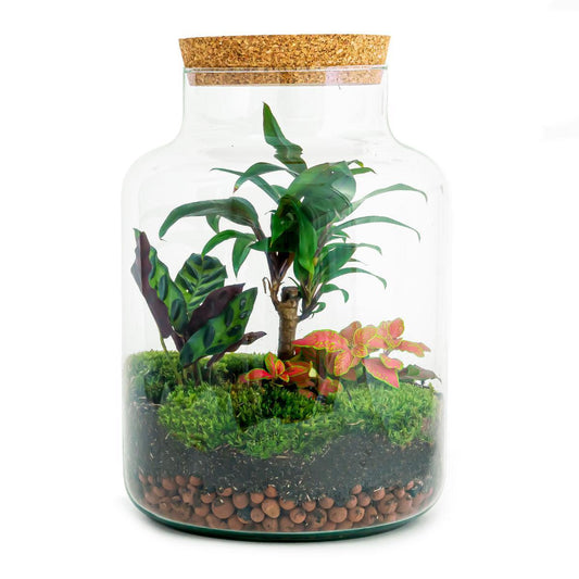 DHZ-terrarium - Melkachtige Palm - ↕ 30 cm