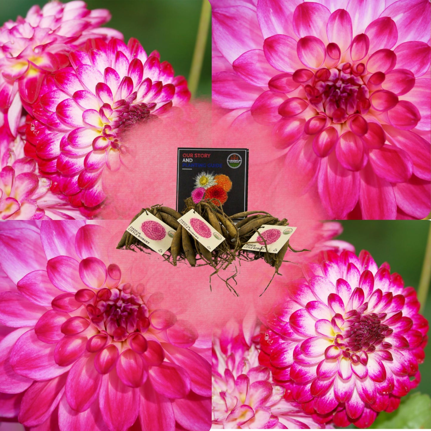 Flowerbulbs Amsterdam - Dahlia Little Robert, ronde en opgekrulde bloemblaadjes