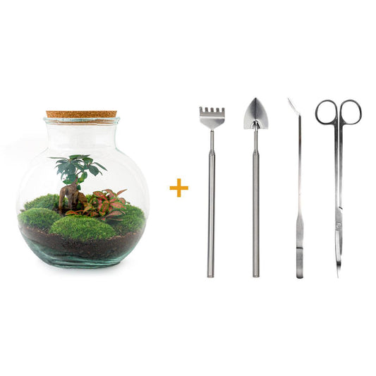 DHZ terrarium - Teddy bonsai - ↕ 26,5 cm - Hark + Schop + Pincet + Schaar