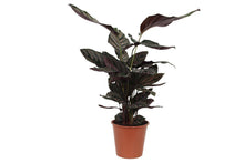 Calat Yuna Riana - 80 cm - Ø19cm
