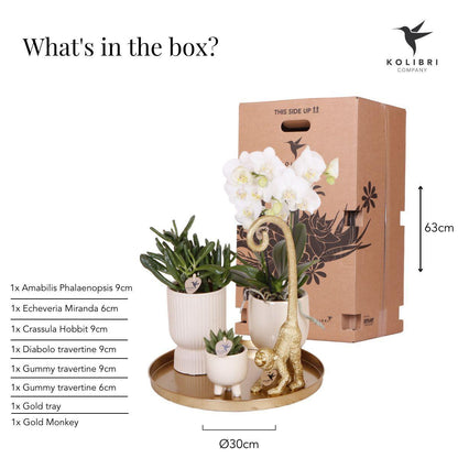 Cadeau Set Luxury Living | Plantenset met witte Phalaenopsis Orchidee en Succulenten incl. keramieken sierpotten