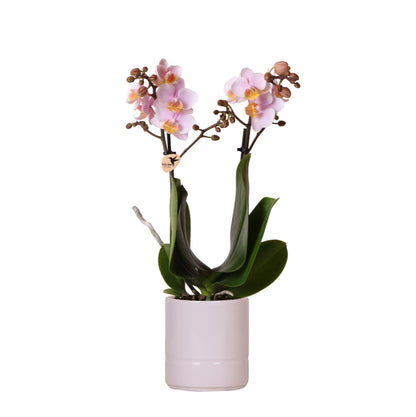 Kolibri Orchids | Roze phalaenopsis orchidee - Andorra + Pastel pot pink - potmaat Ø9cm | bloeiende kamerplant - vers van de kweker