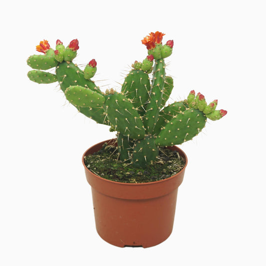 Opuntia quitensis 12 cm in terracotta pot