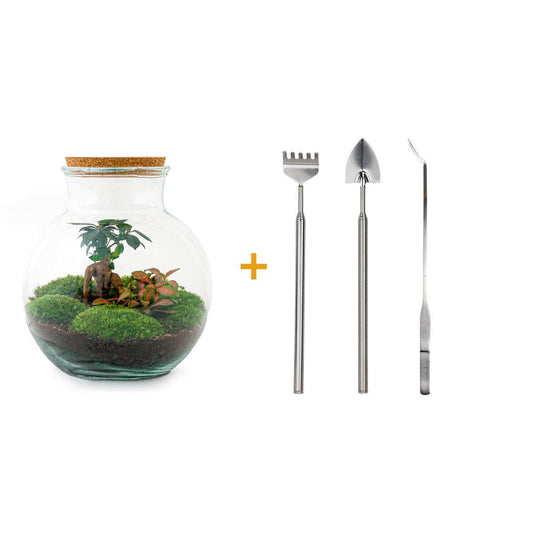 DHZ terrarium - Teddybonsai - ↕ 26,5 cm - Hark + Schop + Pincet