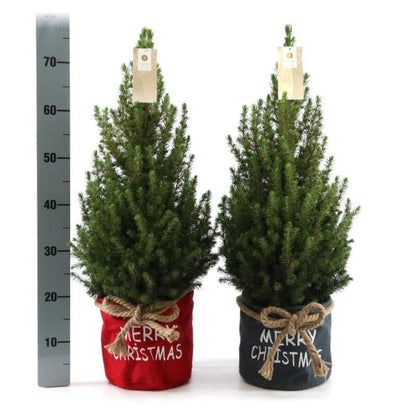 Kleine Kerstboom in Xmas Bag rood - 70 cm - Picea Glauca Conica - Standalone