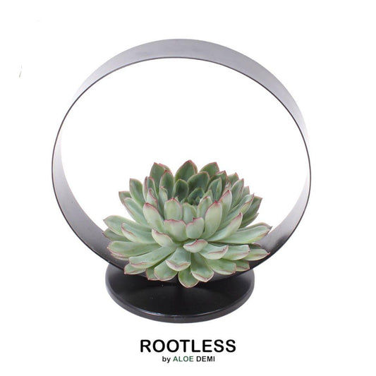 ROOTLESS Succulent Echeveria Pulidonis op Deco tafelstandaard Ø20 cm - ↕20 cm