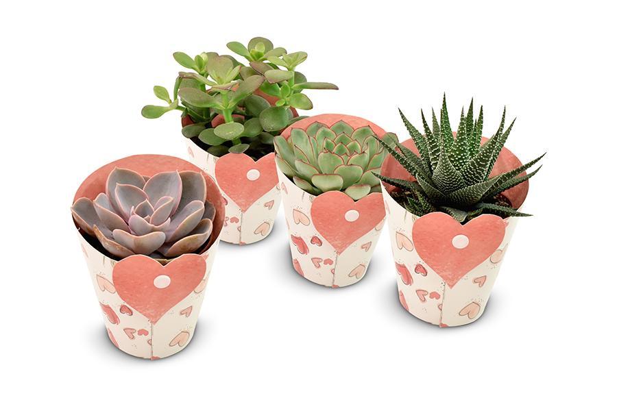 Succulents in Heart Cover - 4 stuks - Ø8,5cm - ↕11cm