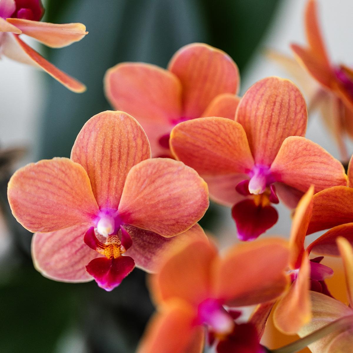 Kolibri Orchids | Oranje Phalaenopsis orchidee - Mineral Bolzano + Bubble pot white - potmaat Ø9cm | bloeiende kamerplant - vers van de kweker