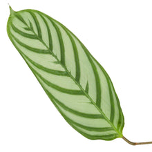 Calathea Yuna star - 80 cm - Ø19cm