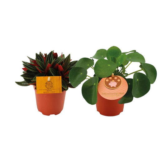 Peperomia Rosso/Pilea Peperomioides Duo - 2 stuks - Ø10.5 - ↕15cm