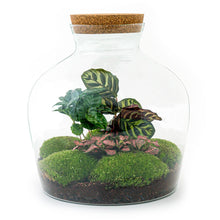 DHZ terrarium - Fat Joe Coffea - ↕ 30 cm - Hark + Schop + Pincet