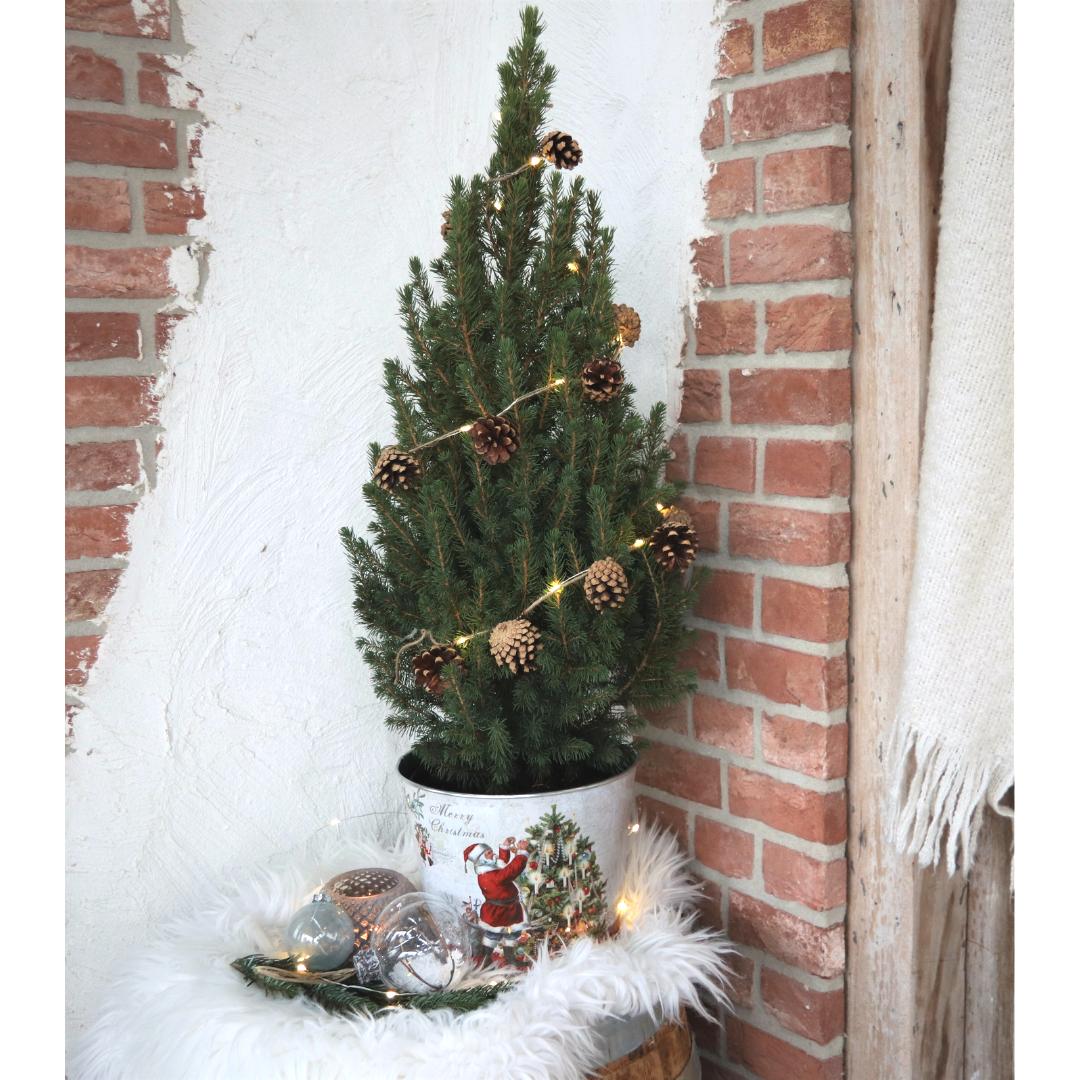 Kleine Kerstboom in Kerstmis sierpot - 70 cm - Picea Glauca Conica - Star lighting including batteries