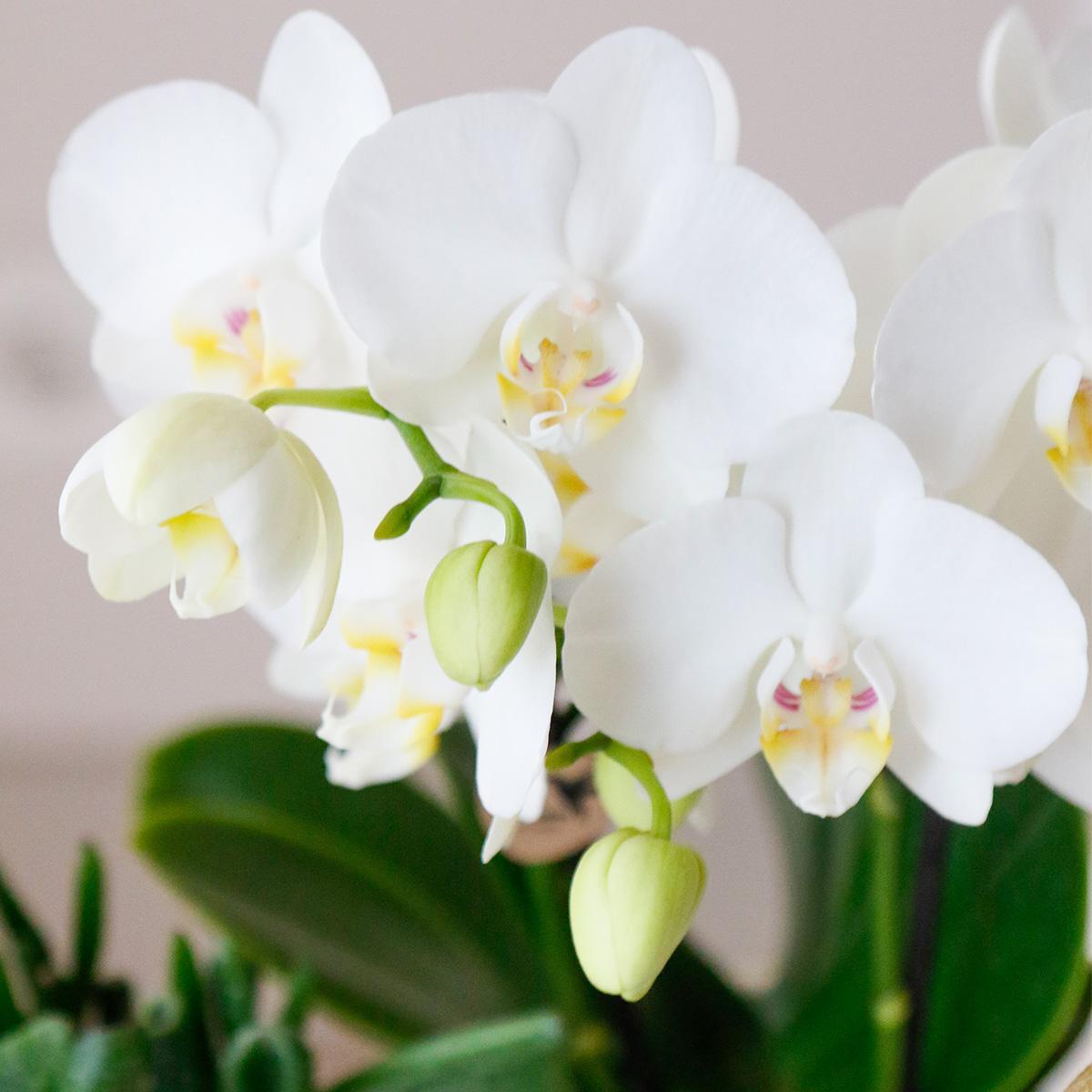 Cadeau Set Luxury Living | Plantenset met witte Phalaenopsis Orchidee en Succulenten incl. keramieken sierpotten