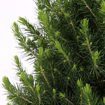 Kleine Kerstboom in Kerstmis sierpot - 70 cm - Picea Glauca Conica - Standalone