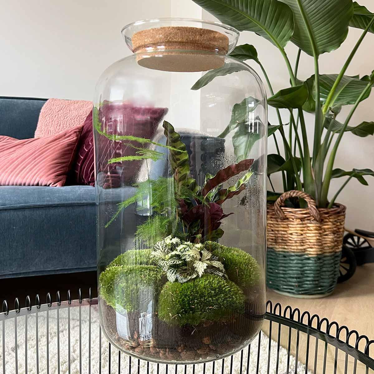 DHZ terrarium - Botanische Sven XL - ↕ 43 cm - Hark + Schop + Pincet + Schaar