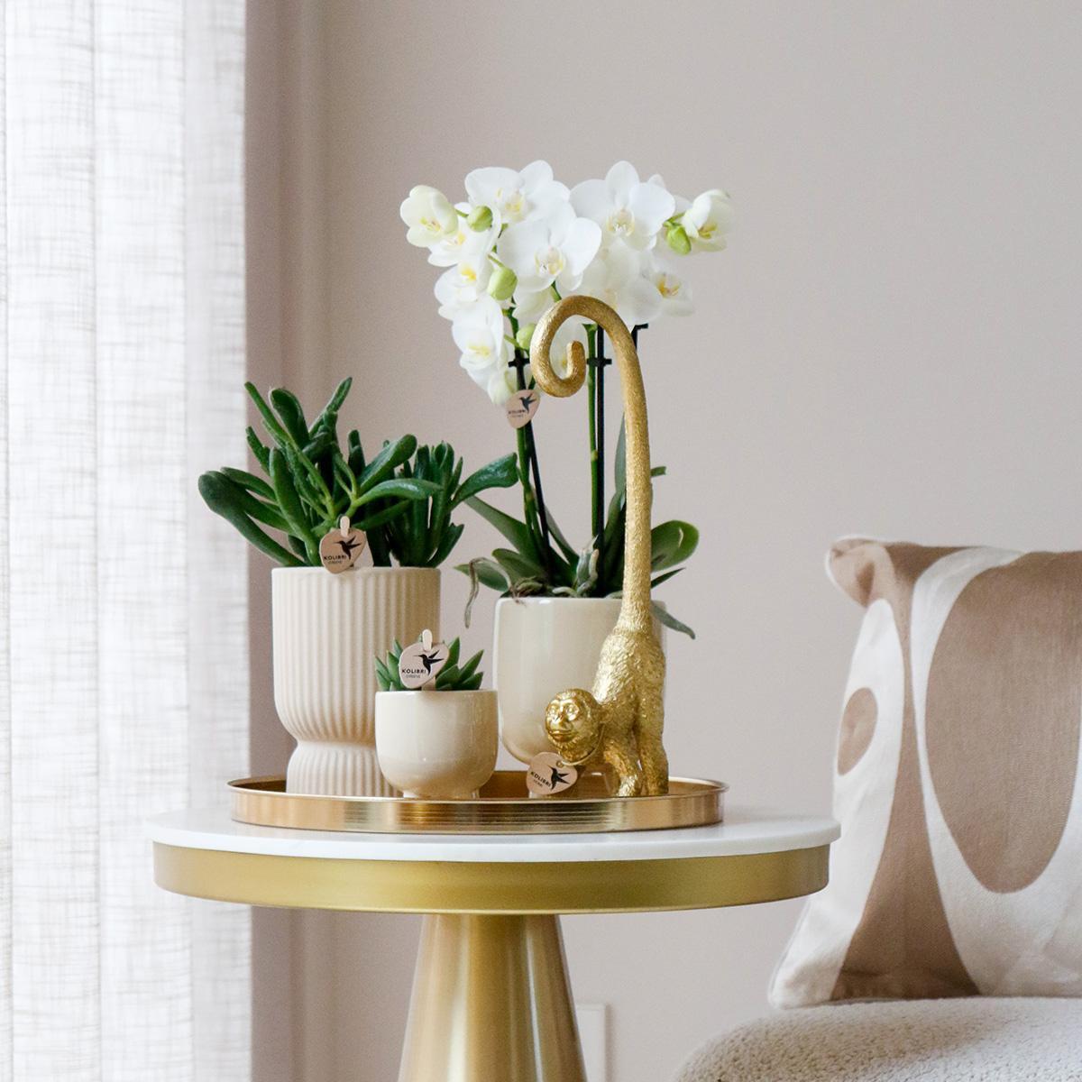 Cadeau Set Luxury Living | Plantenset met witte Phalaenopsis Orchidee en Succulenten incl. keramieken sierpotten