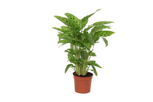 Calathea Jasie - 40 cm - Ø12cm